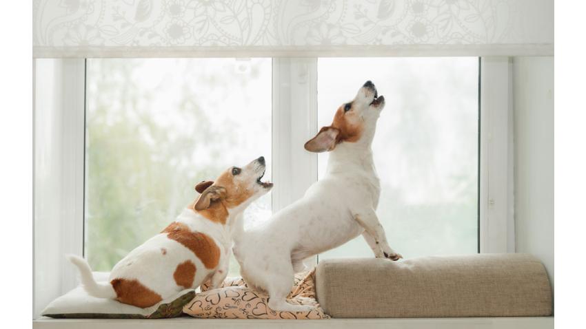 Experten: Gör så här när störningar leder till konflikt